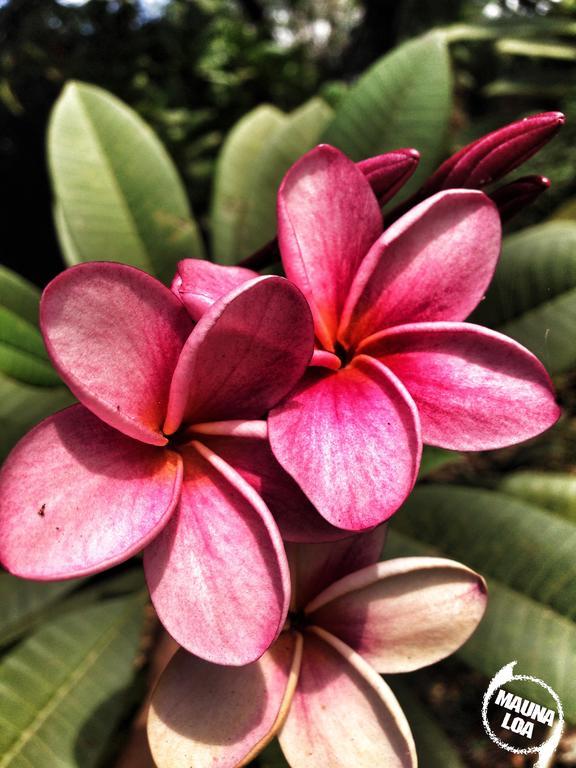 Hotel Mauna Loa Pinilla Экстерьер фото